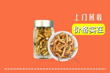 驻马店市回收散虫草